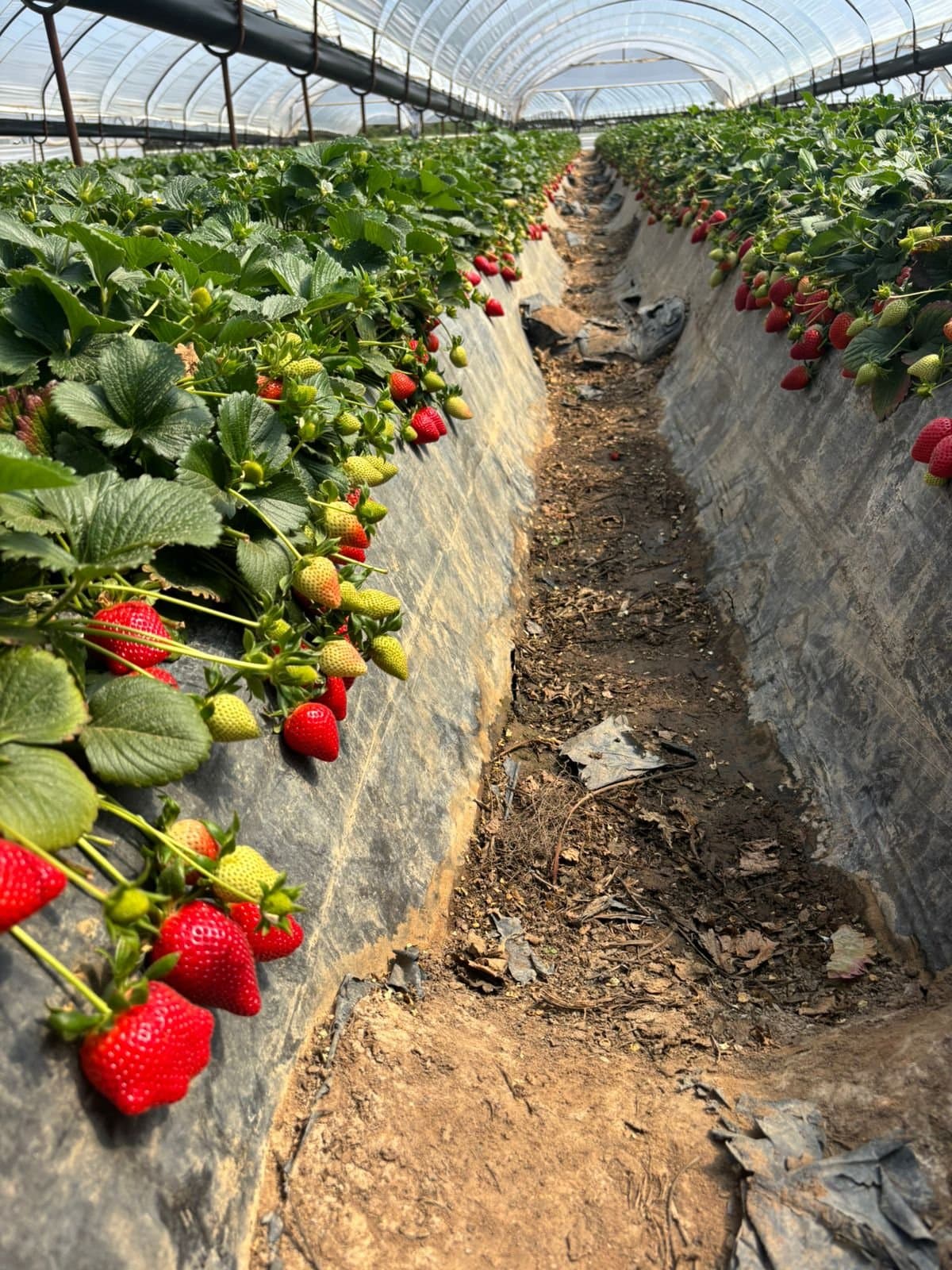 Rows of strawberry plants in a polytunnel near Manolada