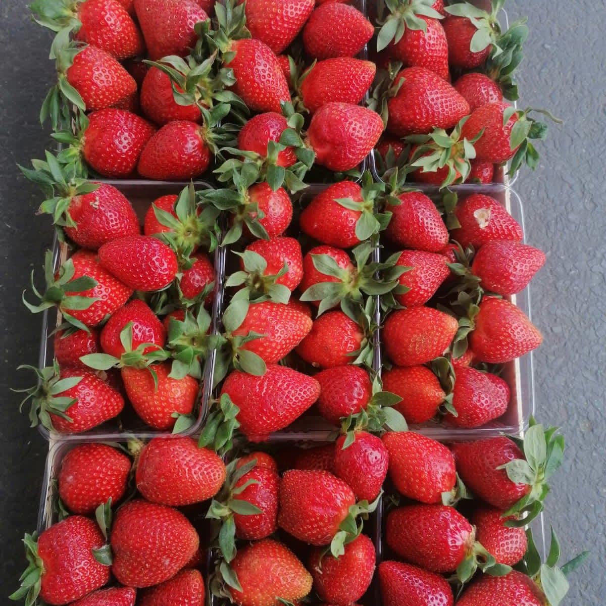 Strawberries neatly arranged in punnets on an export tray
