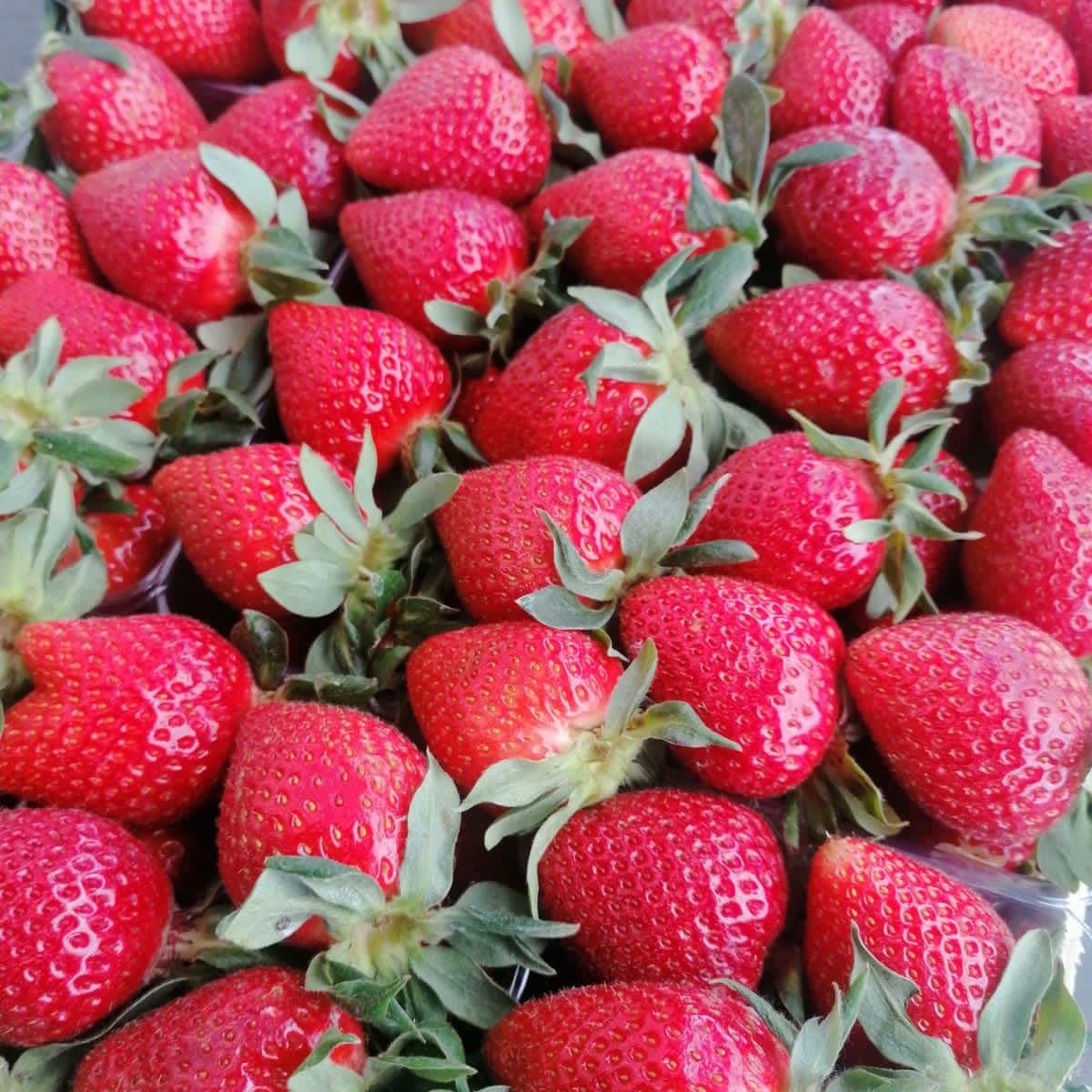 Close-up of large dessert strawberries just after picking
