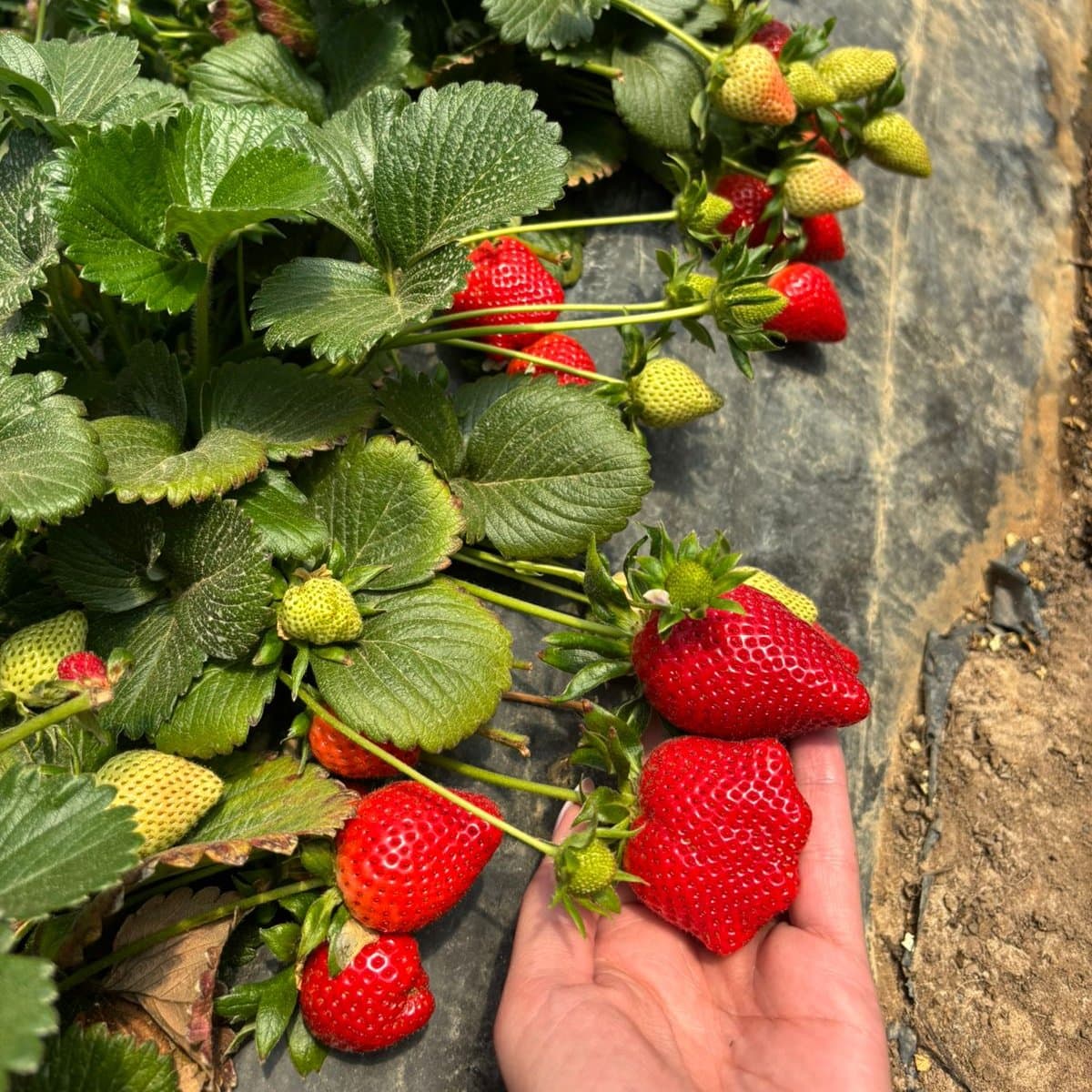 A hand holding ripe strawberries beside a row of plants in the field