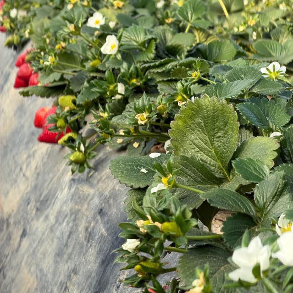 Strawberry plants with blossom and fruit at different stages of ripening
